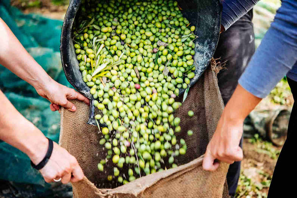 What Is New Season Olive Oil?