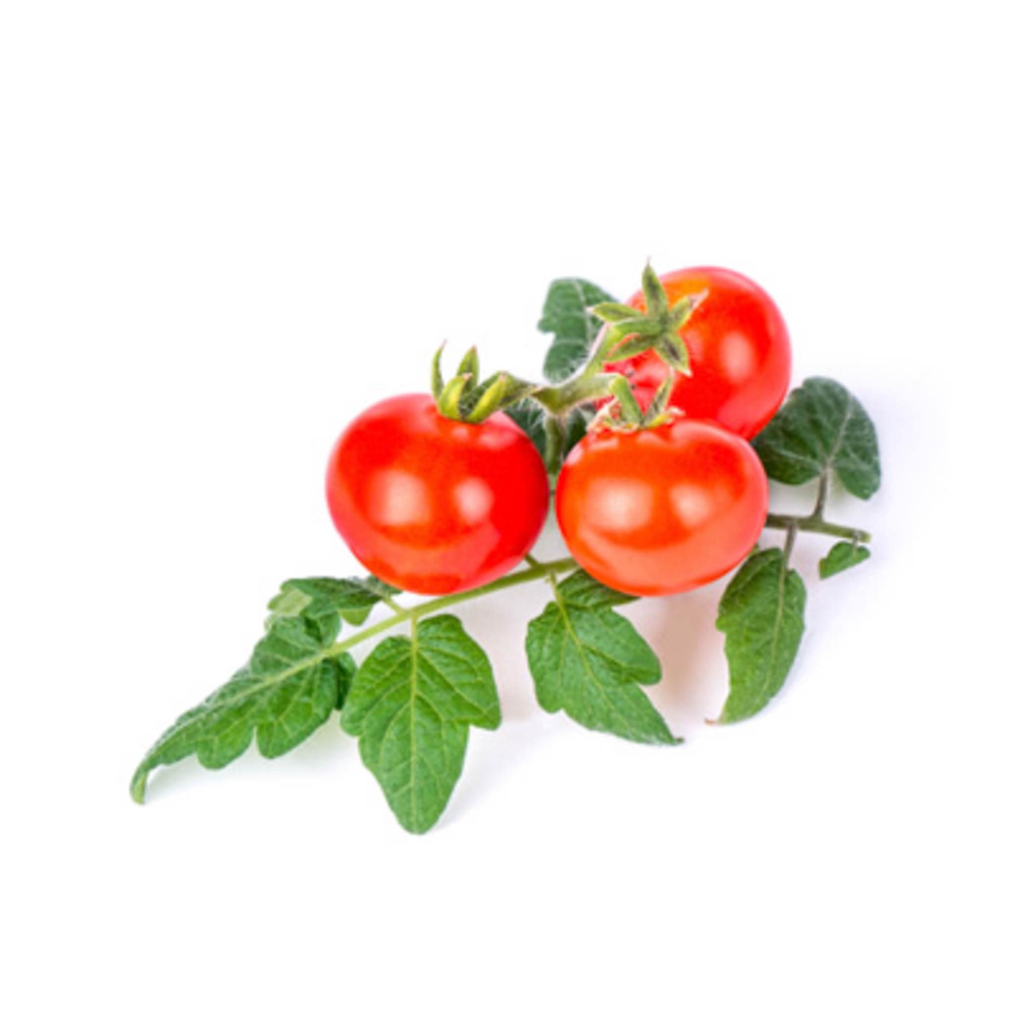 Veritable Baby Vegetable Lingot Insert, Organic Mini Red Tomato