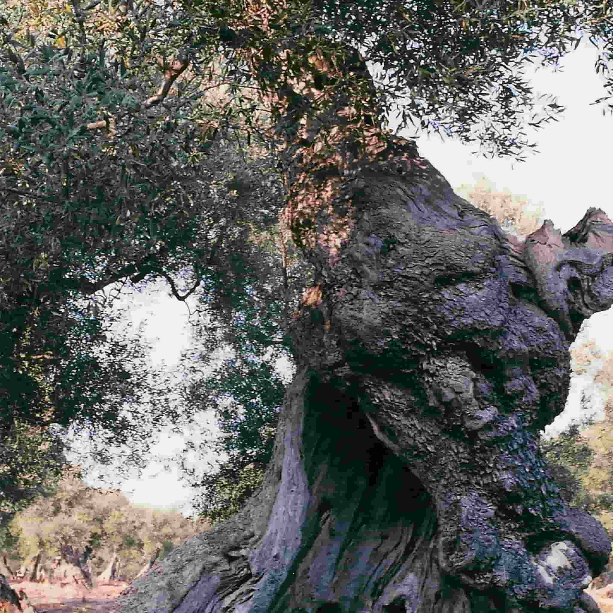 Puglian Extra Virgin Olive Oil in Blue Splatter Ceramic Bottle, 500ml