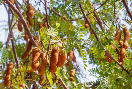 Tamarind pods growing in a tree