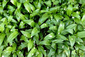 Wild Garlic Spaghetti Recipe