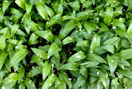 Wild Garlic Spaghetti Recipe