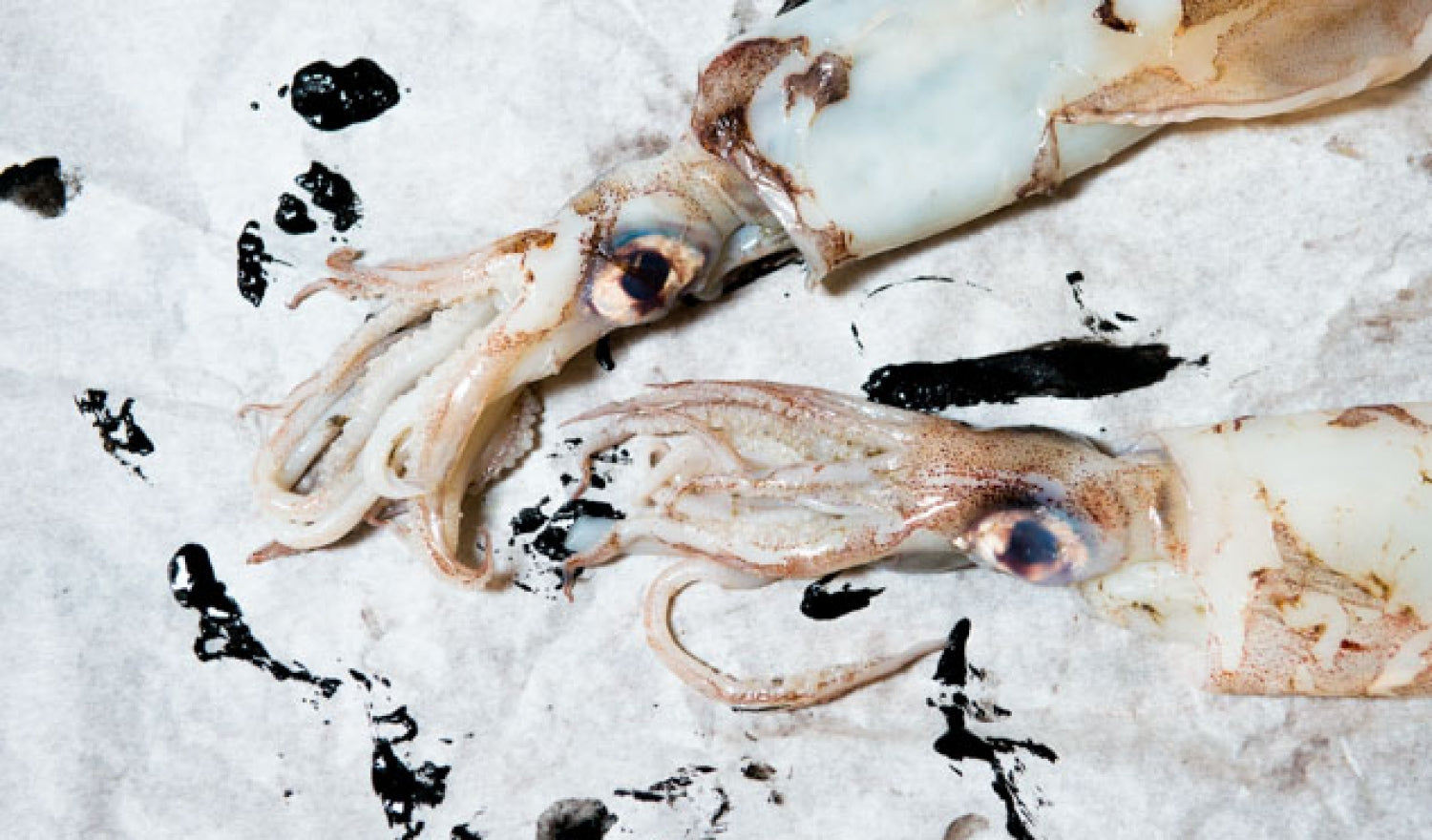 Getting To Grips With Squid Ink: An Introduction