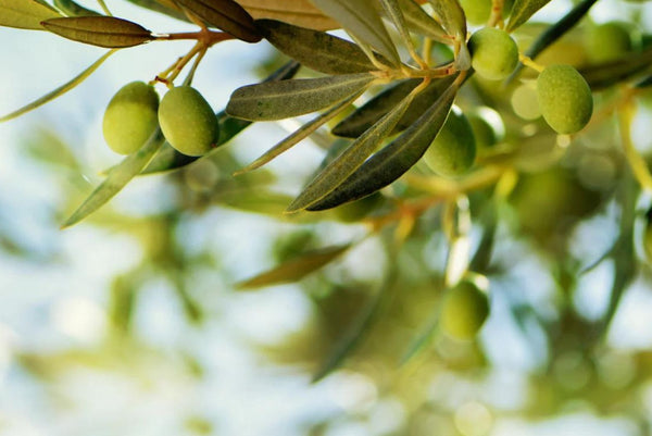 QUIZ: The Perfect Olive Oil