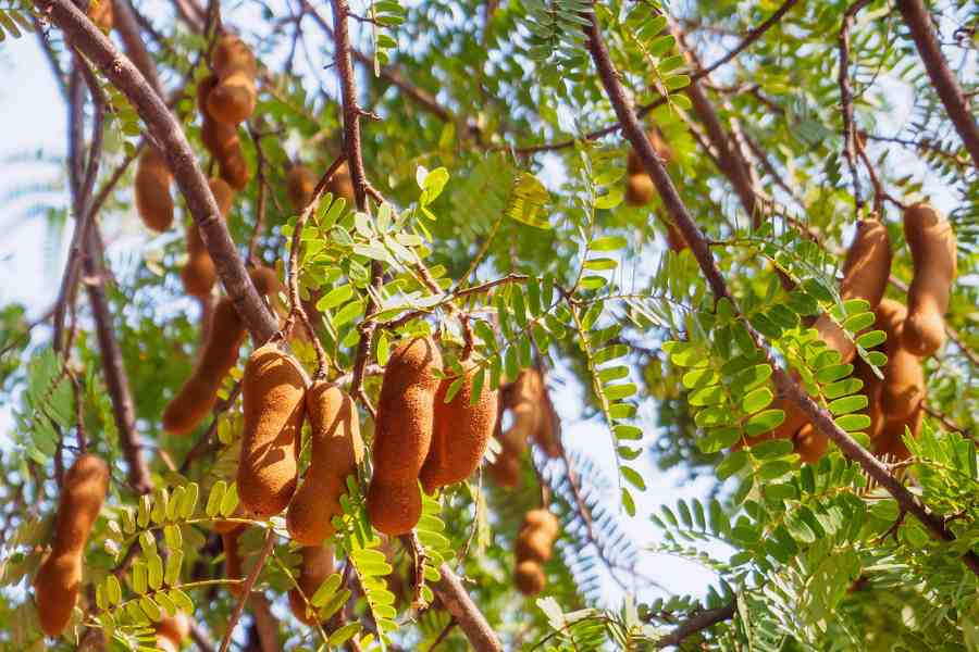 Tamarind pods growing in a tree