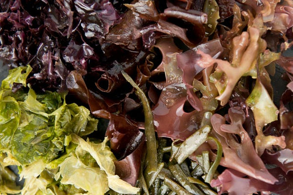 What Are The Benefits Of Seaweed And How Can You Use It In Your Cooking?