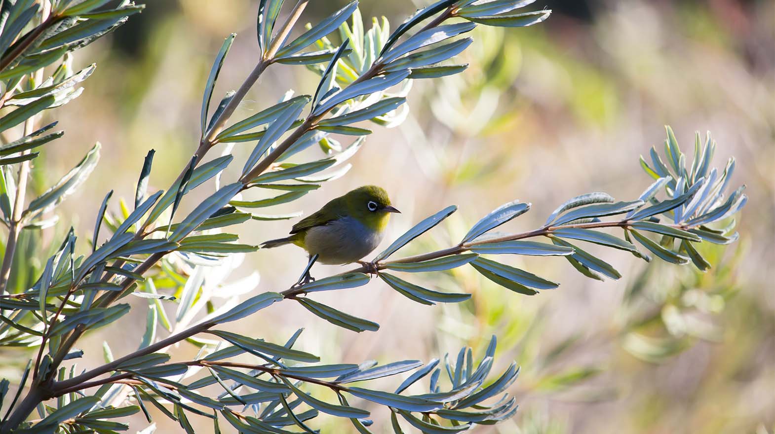 Saving the Songbirds: Why all our olive oils are hand-harvested