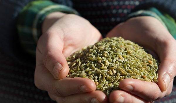 What You Need To Know About Freekeh