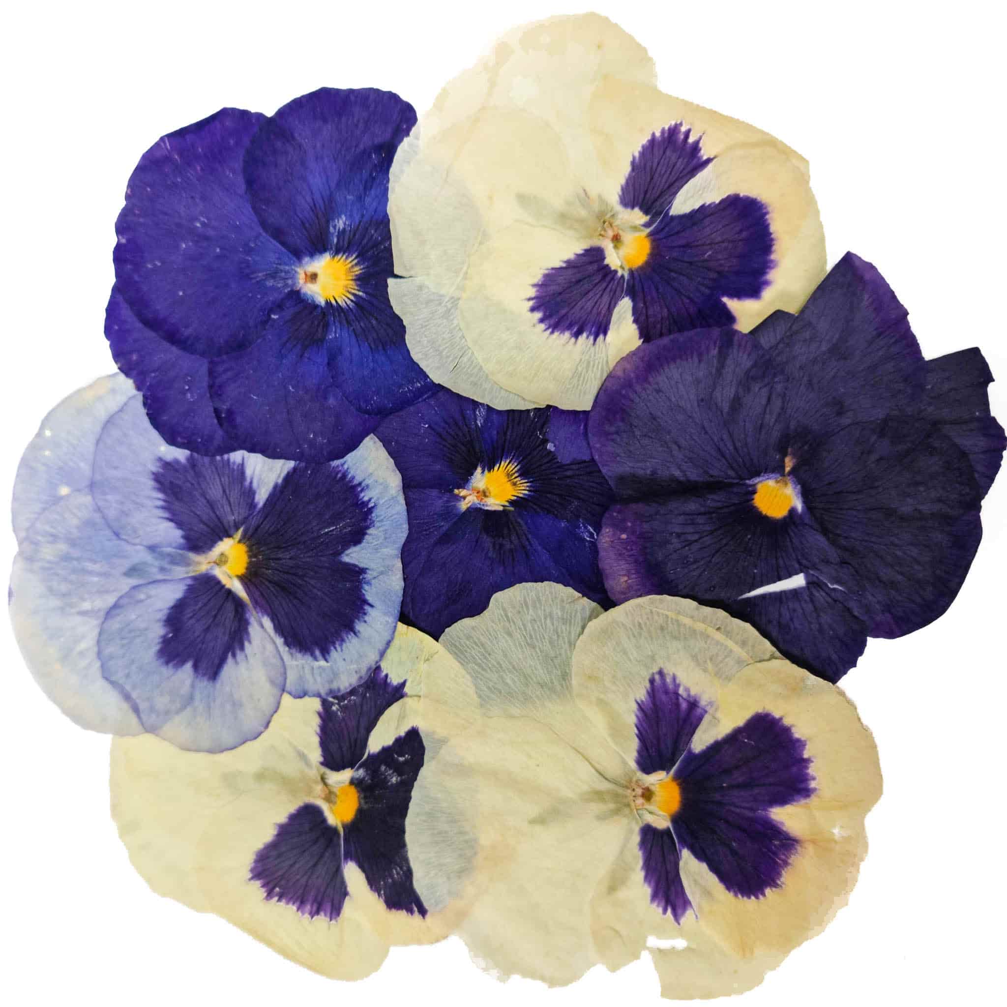 Edible Dried & Pressed Giant Pansies, 8 pieces