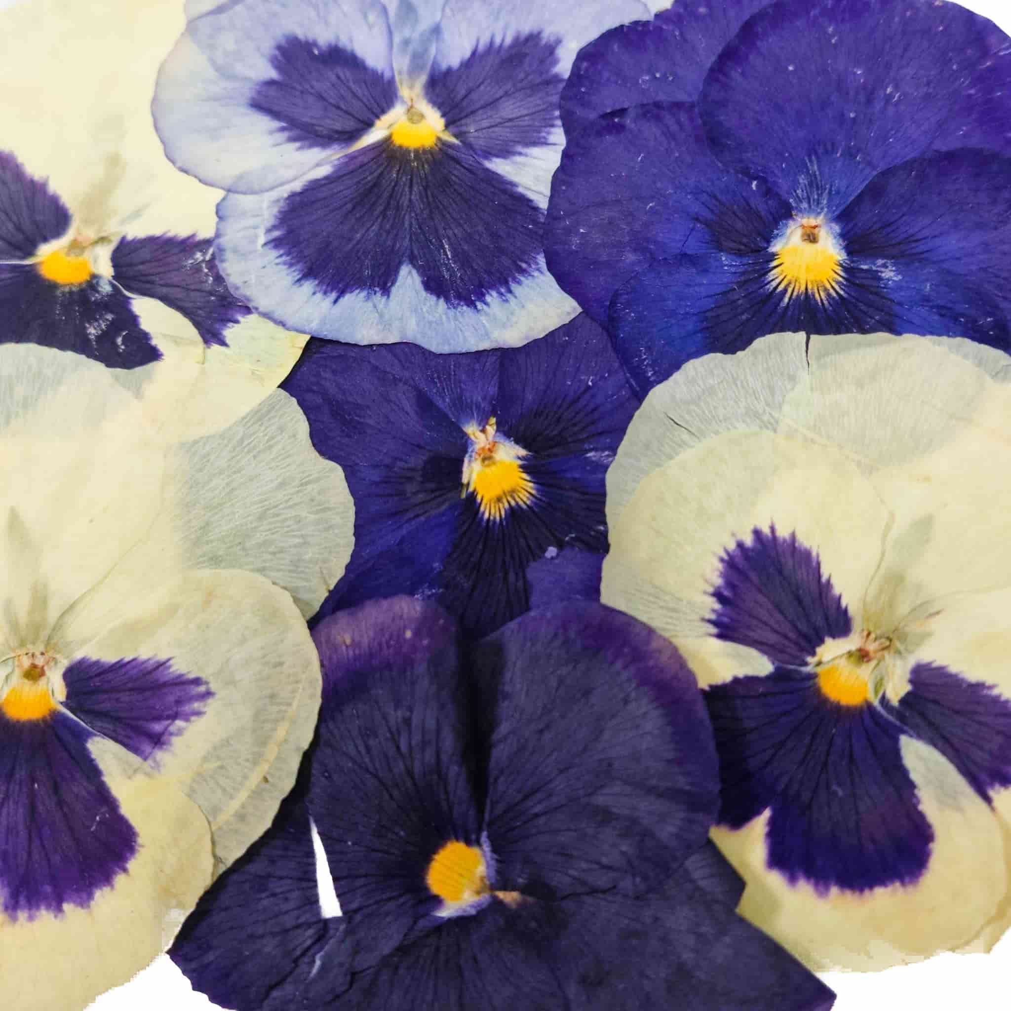 Edible Dried & Pressed Giant Pansies, 8 pieces