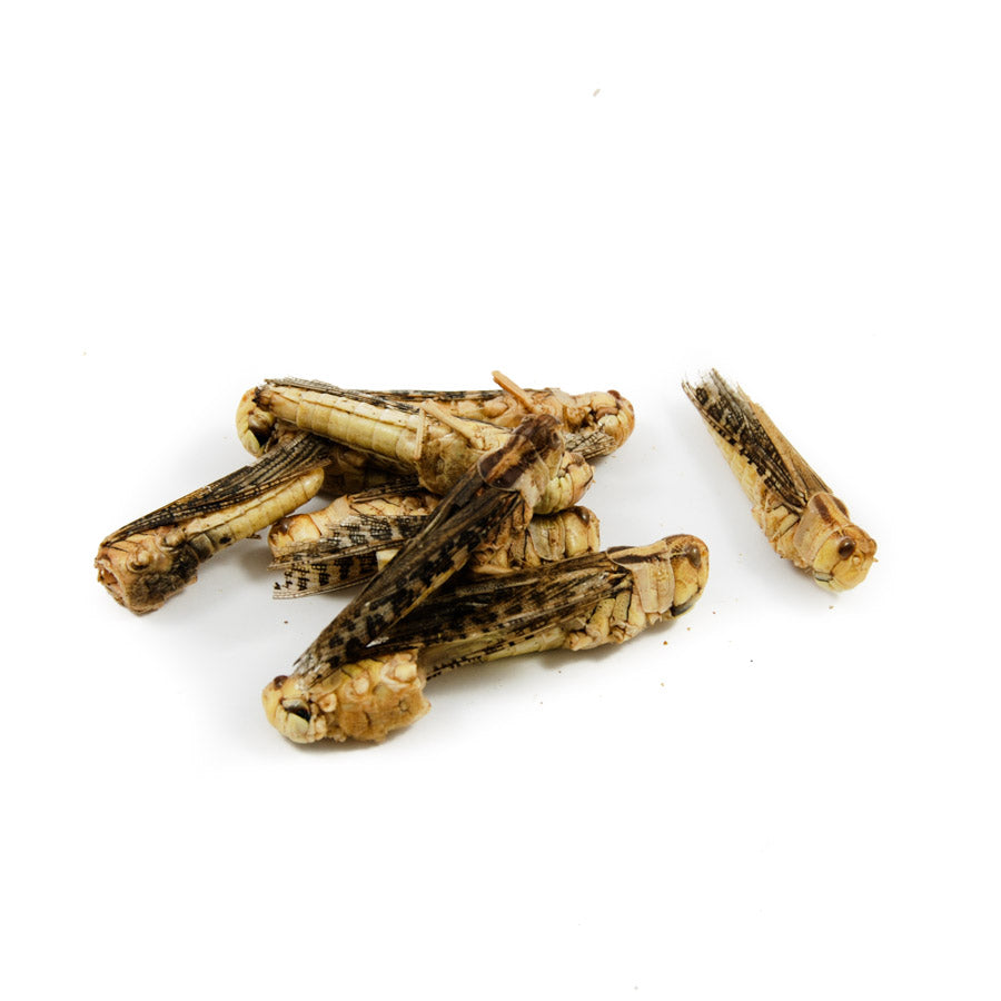 Eat Grub Edible Grasshoppers 9g Ingredients Savoury Snacks & Crackers