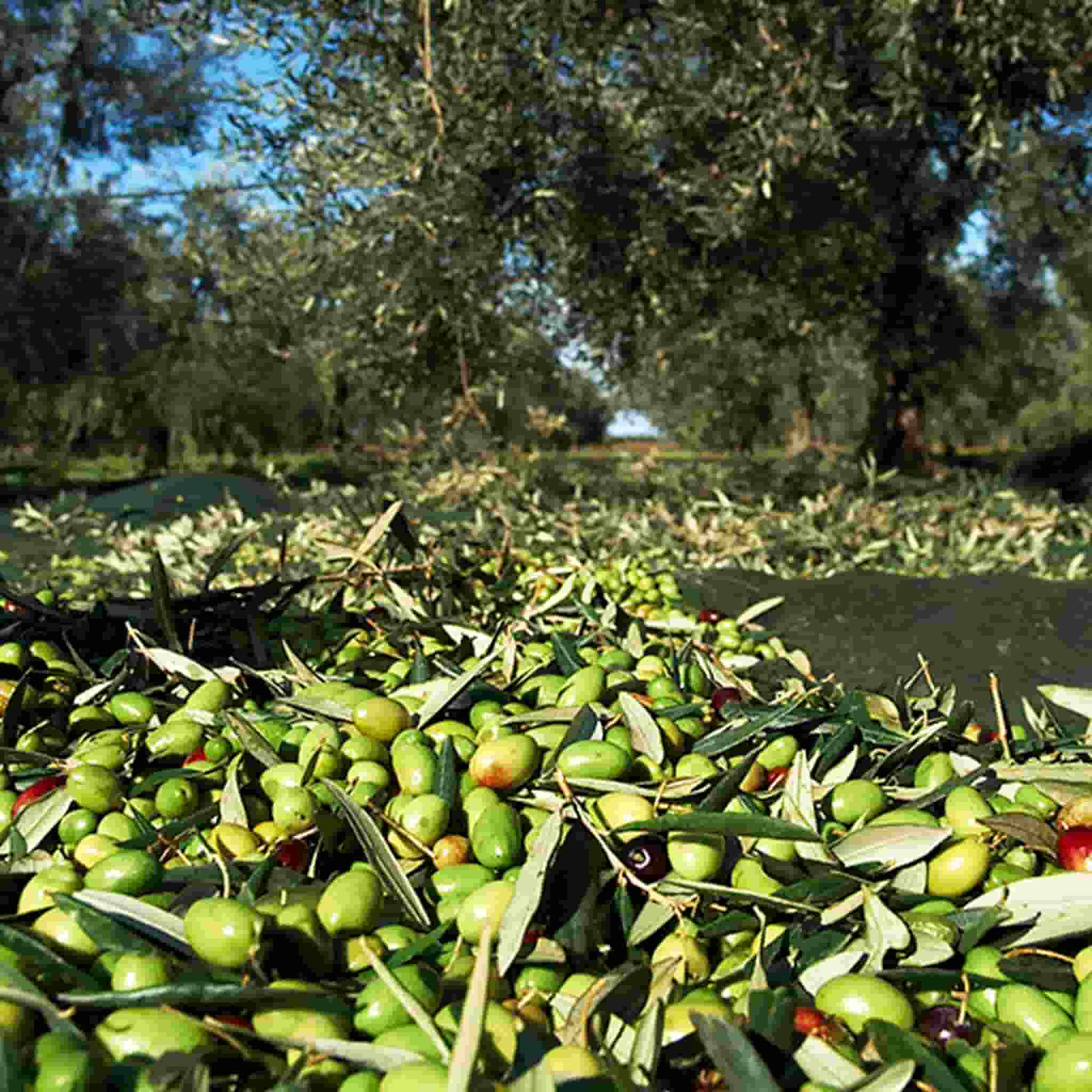 Galantino Fruttato Medio Extra Virgin Olive Oil, 500ml
